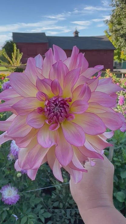 AC Twisp Dahlia Tuber