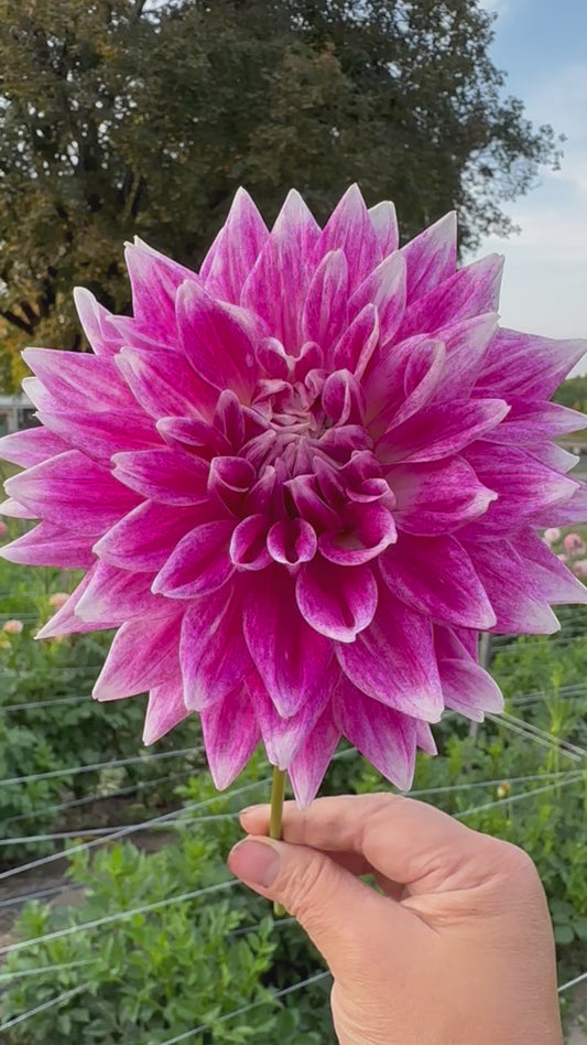 BJ's Dusty Rose