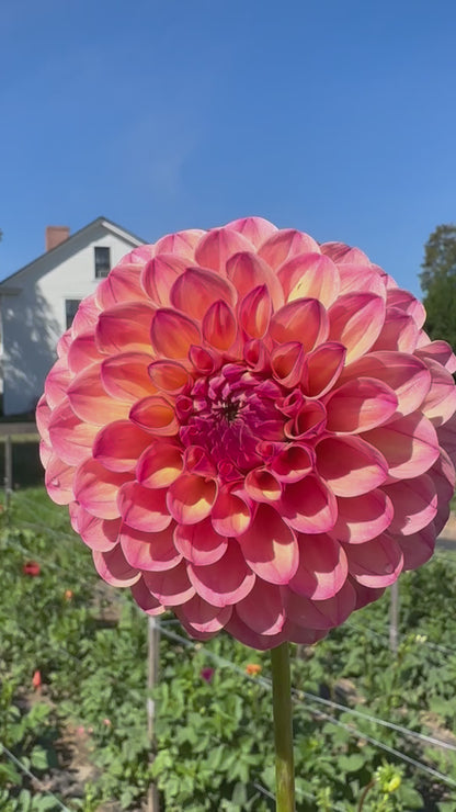 Cecil Dahlia Tuber