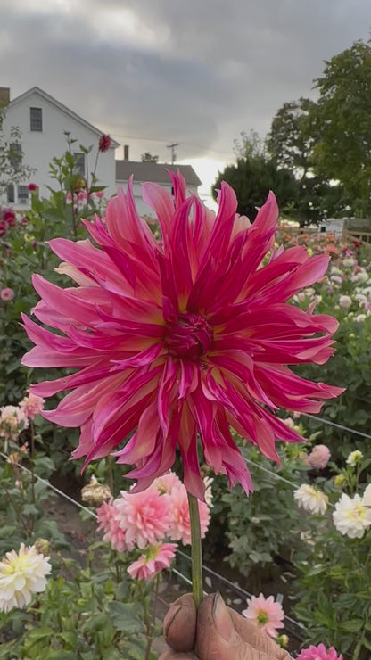 Vista Minnie Dahlia Tuber