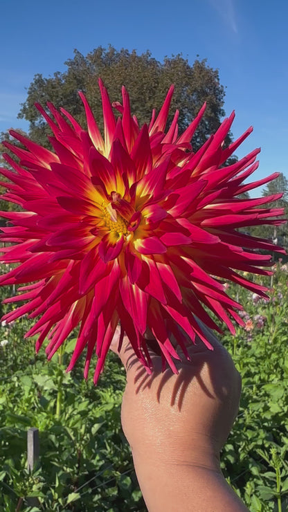 AC Abby Dahlia Tuber