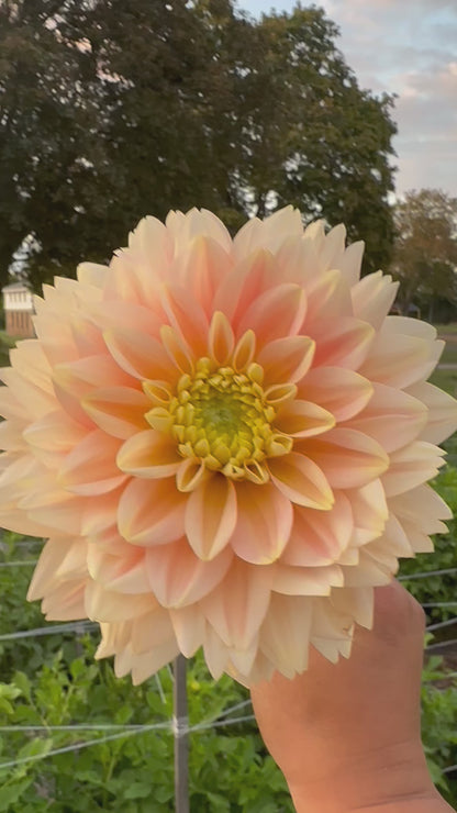Verkist Tranquility Dahlia Tuber
