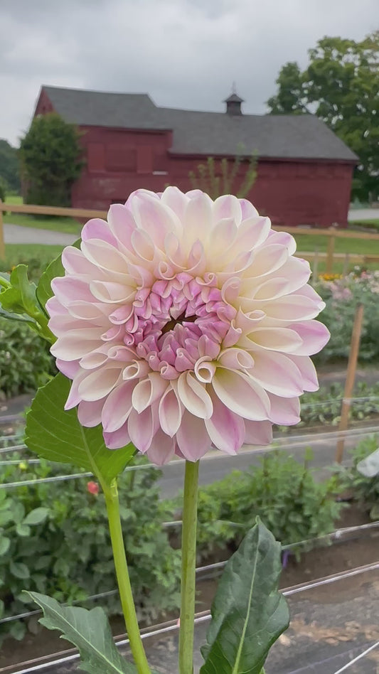Snoho Sonia Dahlia Tuber