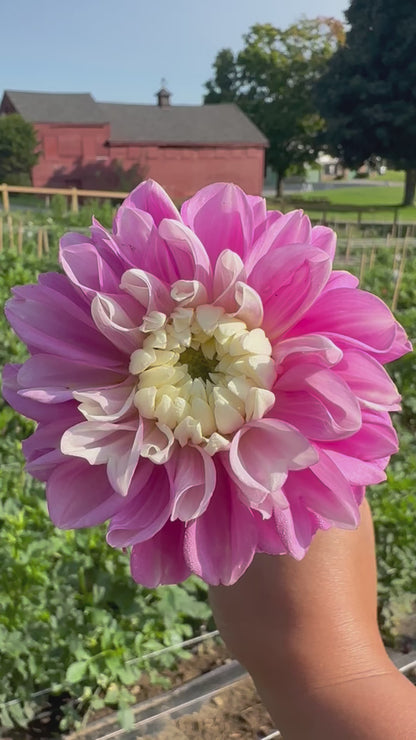 Fluffles Dahlia Tuber