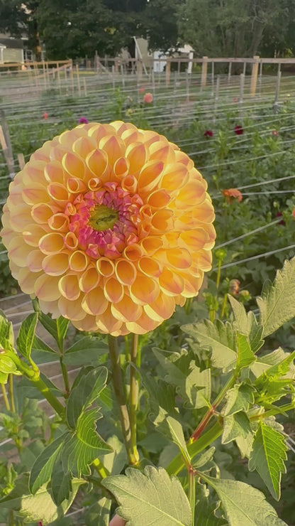 20th Ave Gwen Dahlia Tuber