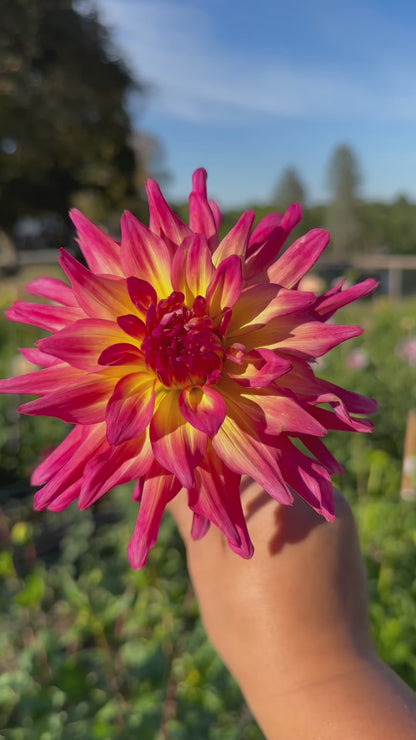 Bloomquist Dawn Dahlia Tuber