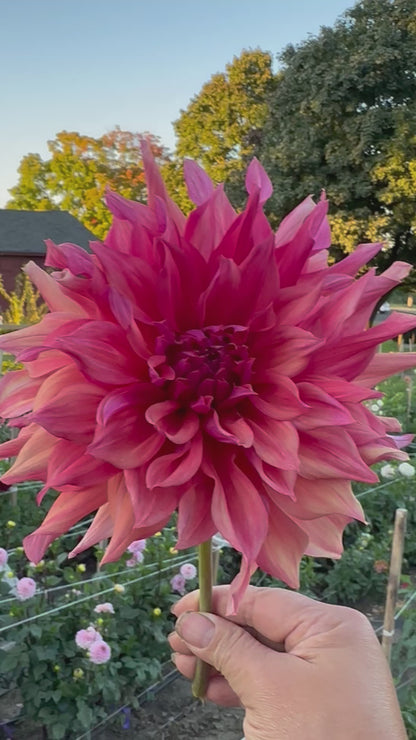 Belle of Barmera Dahlia Tuber