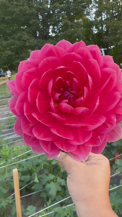 Hollyhill Daydream Dahlia Tuber