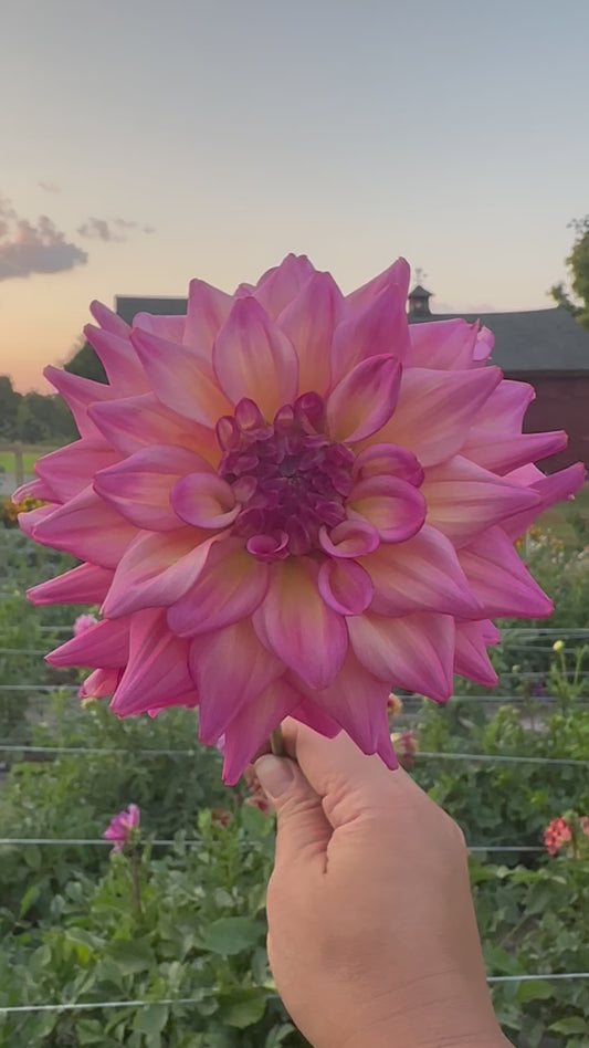 Bahama Mama Dahlia Tuber