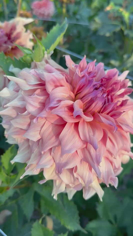 Fairway Spur Dahlia Tuber