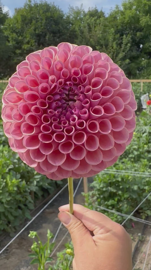 Jowey Winnie Dahlia Tuber