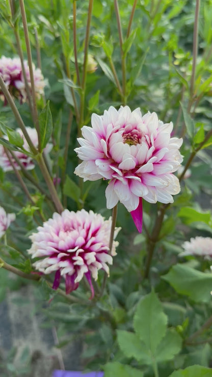 Rebecca’s World Dahlia Tuber