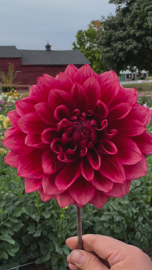 Bloomquist York Dahlia Tuber