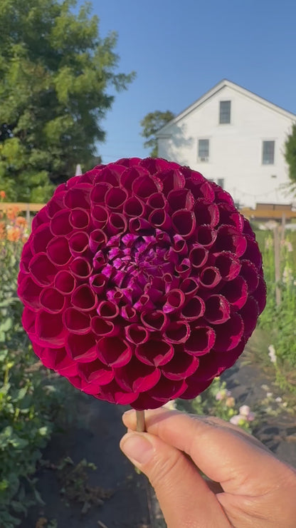 Ivanetti Dahlia Tuber