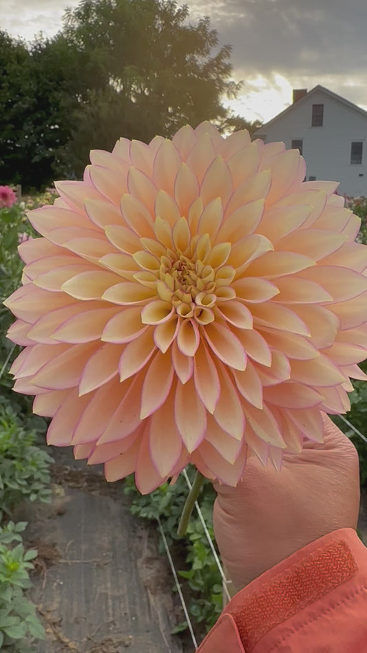 Bloomquist Blush Dahlia Tuber