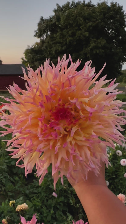 Hapet Perfekt Dahlia Tuber