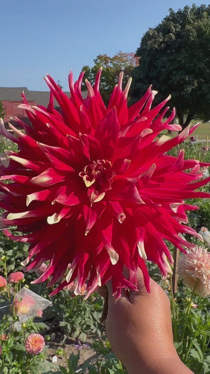 Gregory Stephen Dahlia Tuber