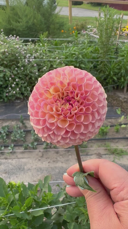 Ferncliff Spice Dahlia Tuber