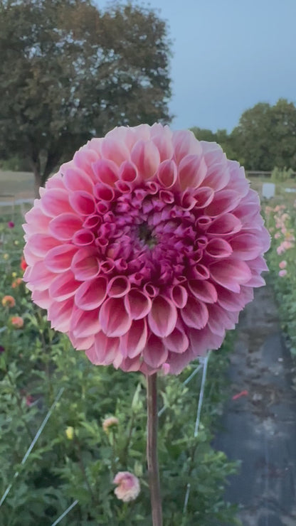 Bracken Rose Dahlia Tuber
