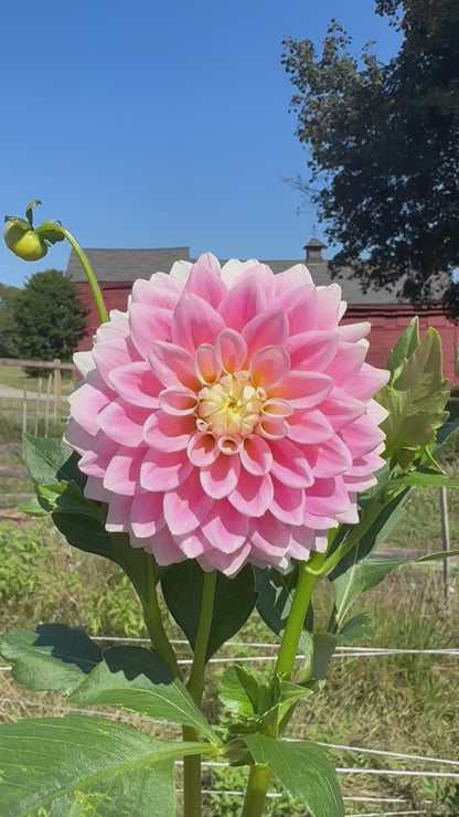 Sugartown Sunrise Dahlia Tuber