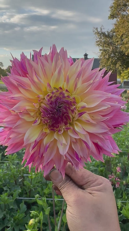 Tom Pouce Dahlia Tuber