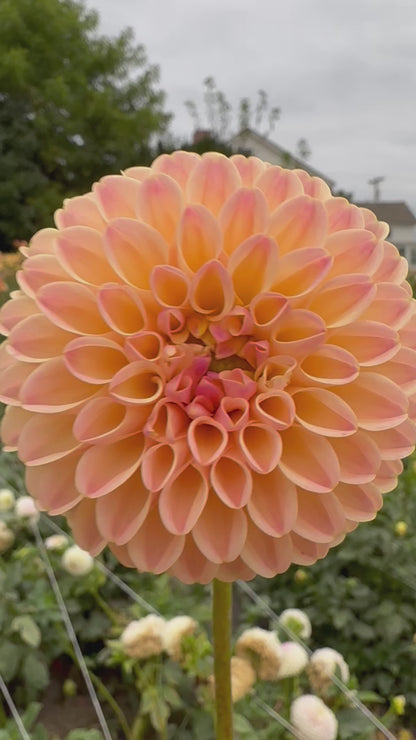 LATE Dahlia Tuber