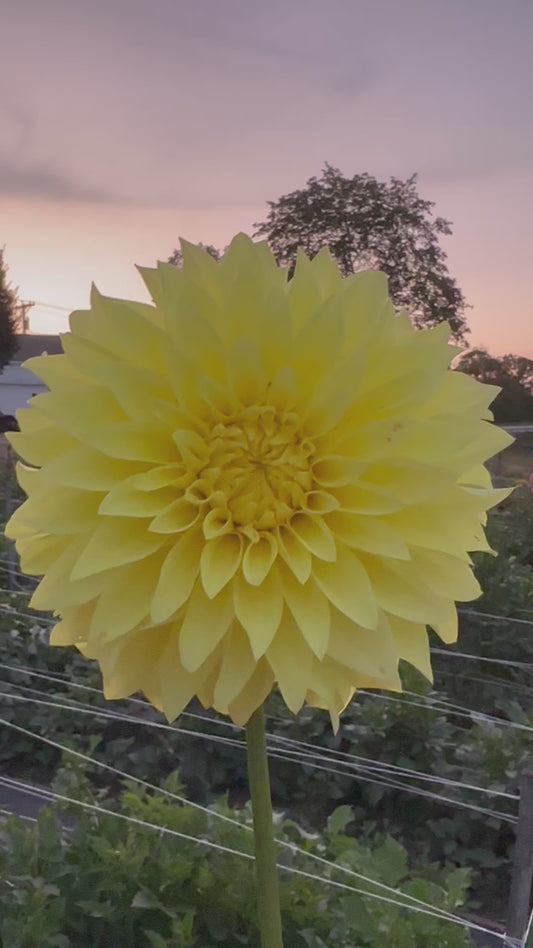 Clearview Del Sol Dahlia Tuber