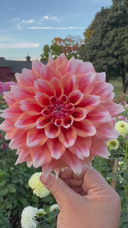 Hollyhill Orange Ice Dahlia Tuber