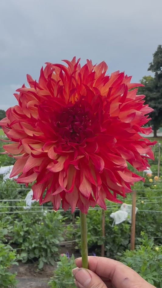 Wilberforce Dahlia Tuber