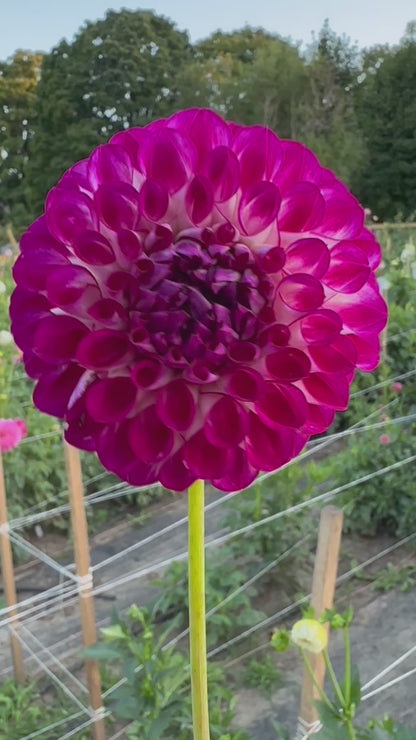AC Devin Dahlia Tuber
