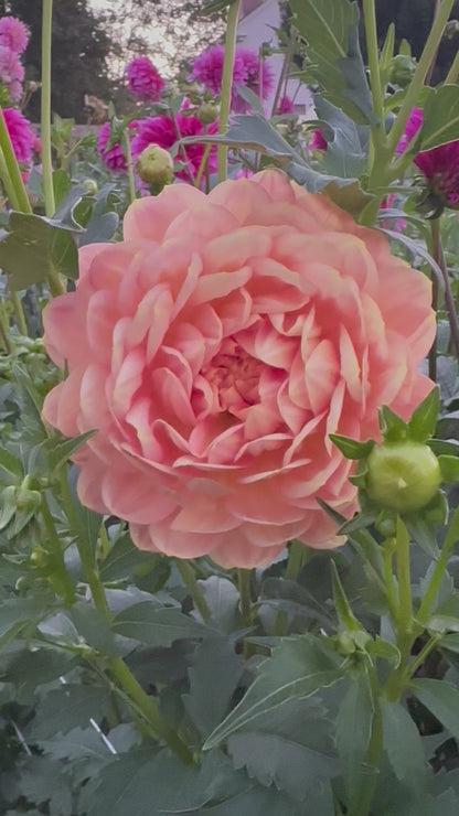 Hollyhill Serenity Dahlia Tuber