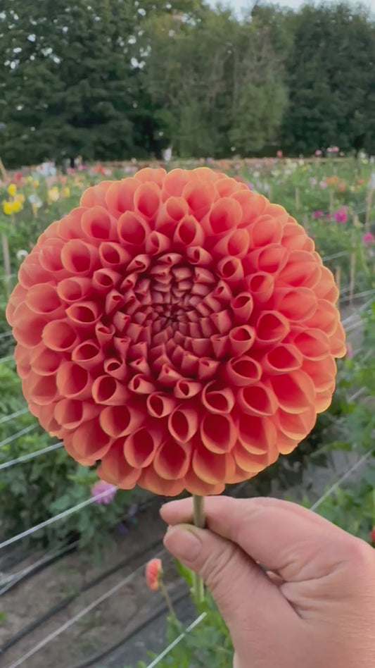 Cornel Bronze - Bulk - 10 Dahlia Tubers