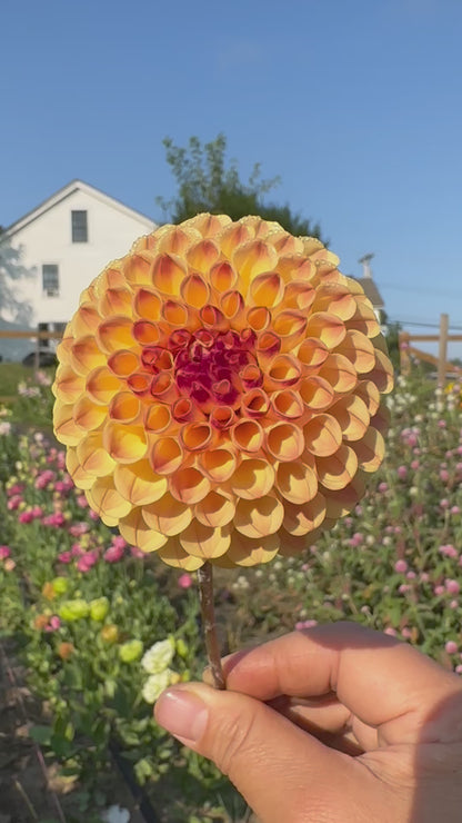 Ferncliff Spice Dahlia Tuber