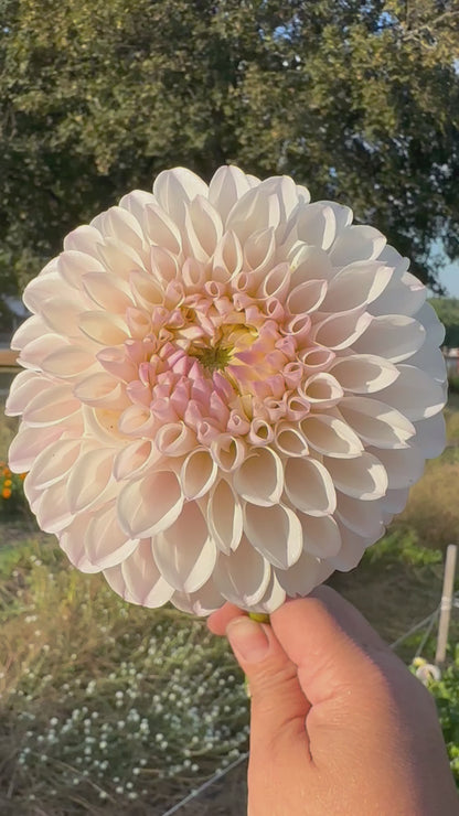 Pink Pearl Dahlia Tuber