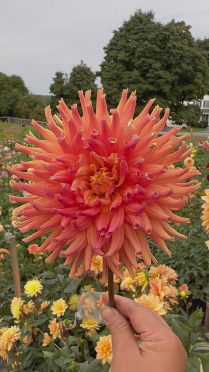 Bloomquist Karen G Dahlia Tuber