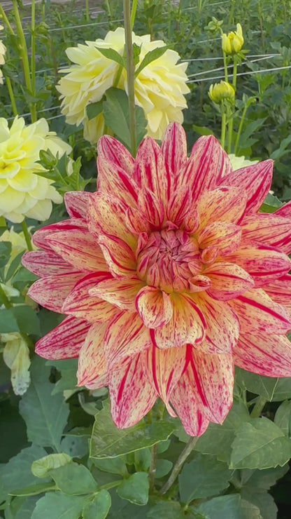 Awe Shucks Dahlia Tuber