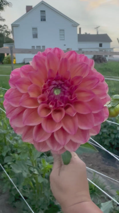Triple Lee Dee Dahlia Tuber
