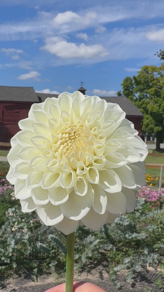 Brookside Snowball Dahlia Tuber