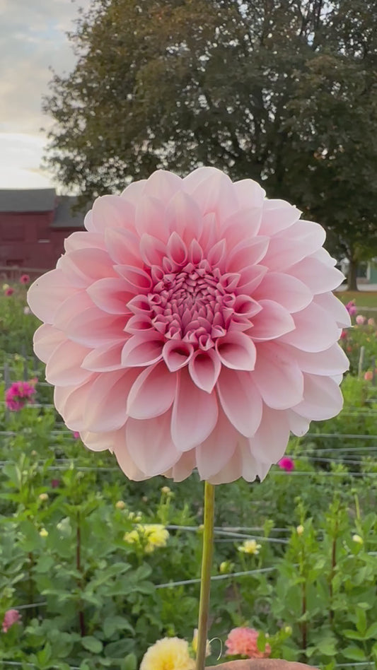 RM Baby Girl Dahlia Tuber