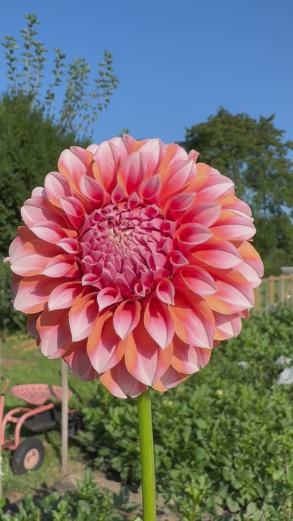 Peaches N Cream Dahlia Tuber