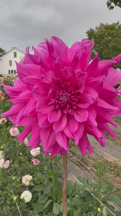 Elsie Huston Dahlia Tuber