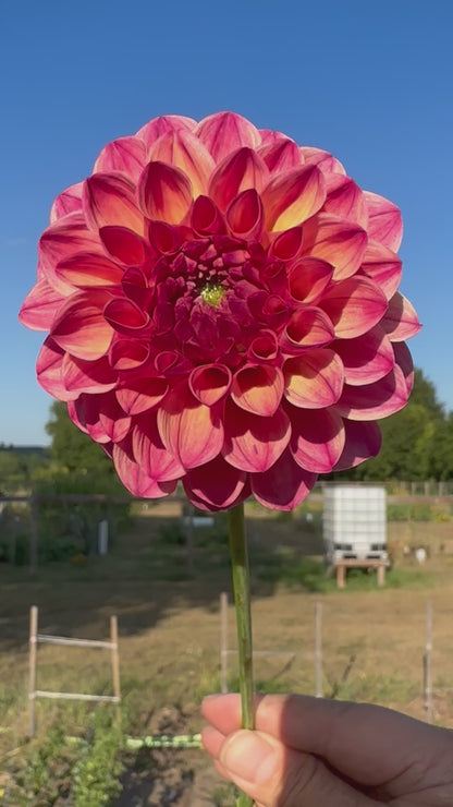 Robin Hood Dahlia Tuber