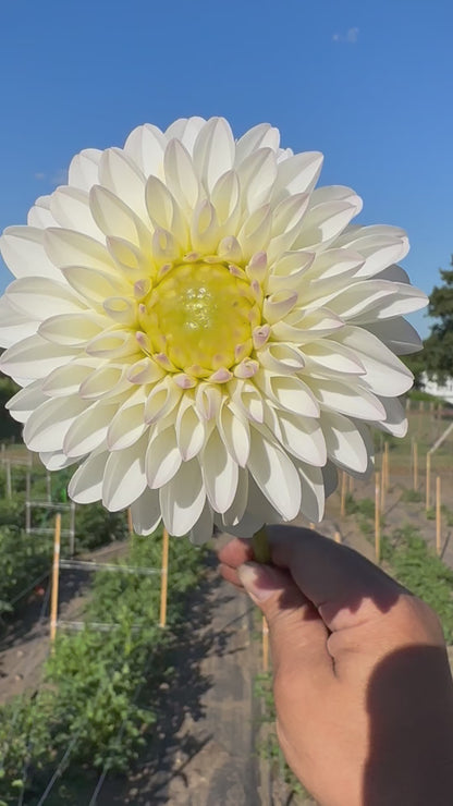 River's Snow Cone Dahlia Tuber