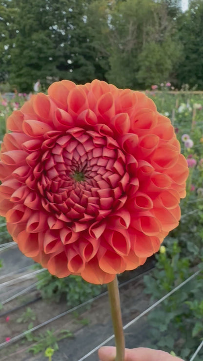 Cornel Bronze Dahlia Tuber