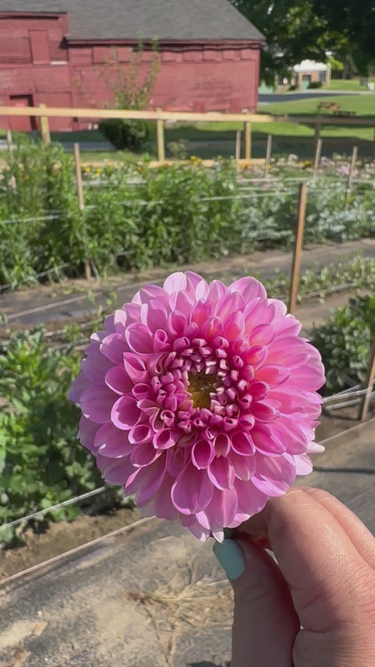 Wizard of Oz Dahlia Tuber