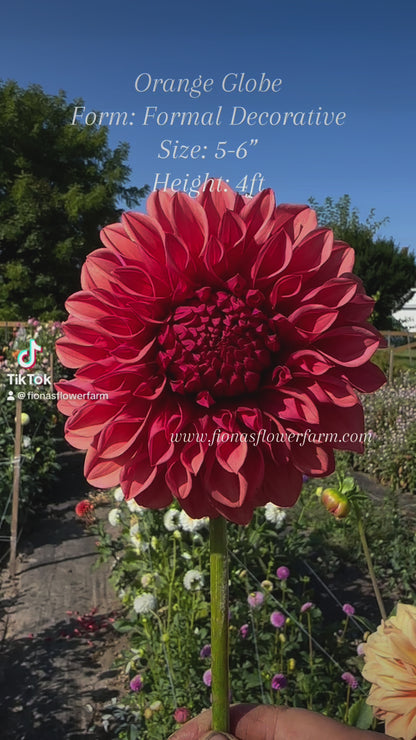 Orange Globe Dahlia Tuber