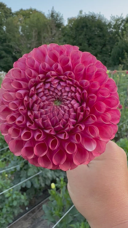 Caitlyn’s Joy Dahlia Tuber