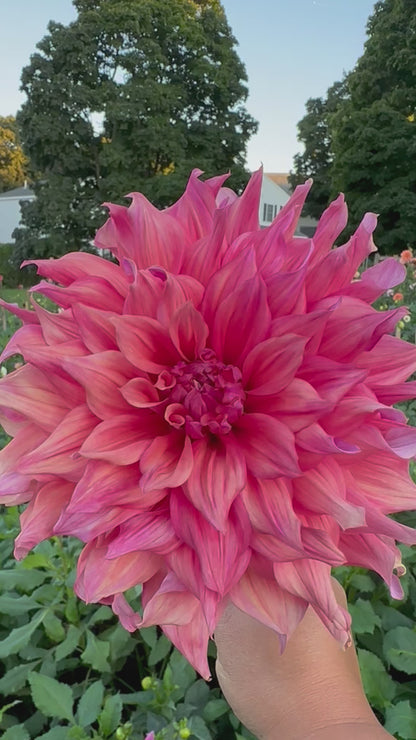 Belle of Barmera Dahlia Tuber