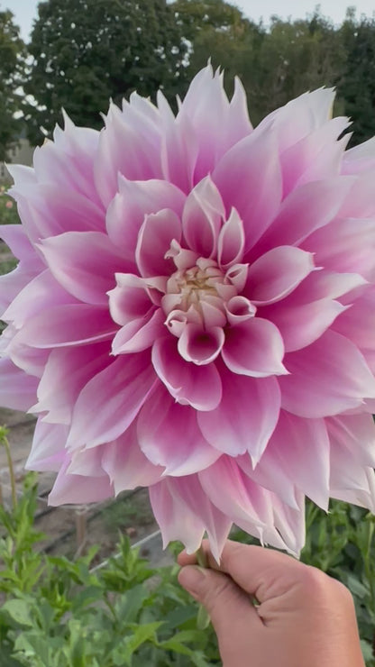 Evanah Dahlia Tuber