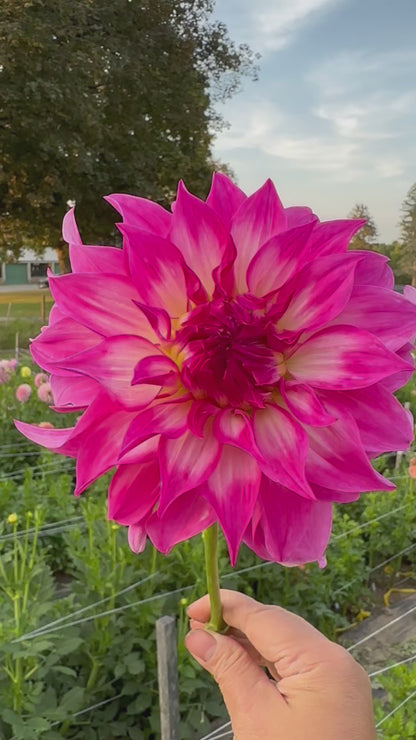 Colorado Classic Dahlia Tuber